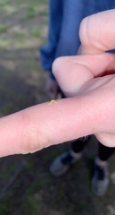 Eupithecia lariciata