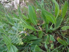 Rumex papillaris