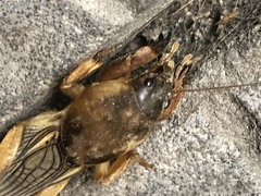 Gryllotalpa vineae