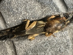 Gryllotalpa vineae