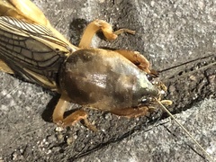 Gryllotalpa vineae