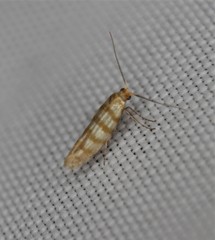 Argyresthia quadristrigella