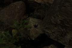 Phoenicurus leucocephalus