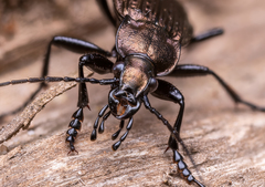 Carabus granulatus