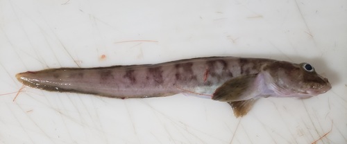 Canadian eelpout (Lycodes polaris) — Zoarcidae — 2