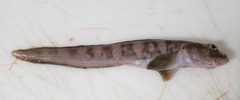 Canadian Eelpout photo 2
