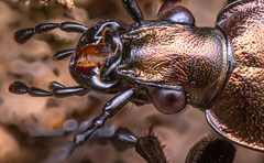 Carabus granulatus
