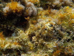 Lipophrys trigloides