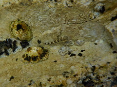 Microlipophrys adriaticus