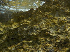 Microlipophrys canevae