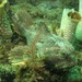 Buffalo Sculpin - Photo (c) hikeranddiver, some rights reserved (CC BY-NC)