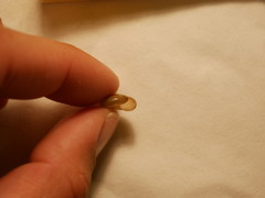 Oxychilus draparnaudi