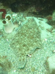Lepidopsetta