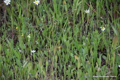 Leontodon longirostris