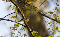 Phoenicurus phoenicurus