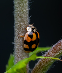 Adalia decempunctata