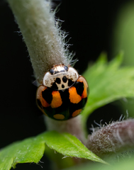Adalia decempunctata