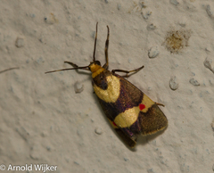Nodozana rhodosticta