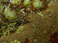 Pilosabia trigona