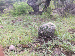 Coryphantha retusa