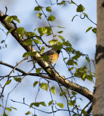 Phoenicurus phoenicurus