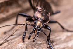 Carabus granulatus