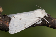 Acronicta leporina