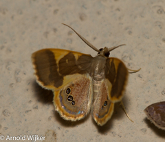 Opisthoxia trimaculata