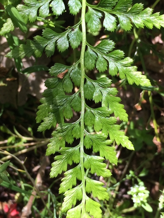 Asplenium Adiantum Nigrum Flora Do Campus Da Udc En A Coruña