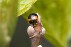 Adalia decempunctata