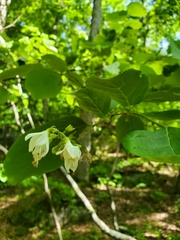 Styrax grandifolius