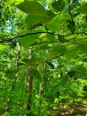 Styrax grandifolius