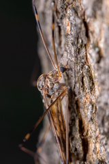 Tipuloidea