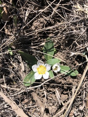 Hesperochiron pumilus