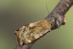 Cryptocala chardinyi