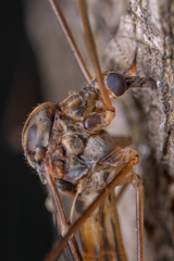Tipuloidea