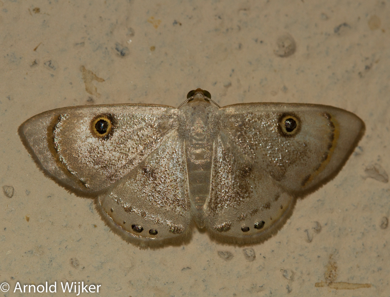 Argyrotome muricolor