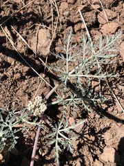 Lomatium nevadense