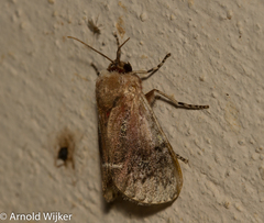 Brachycodilla carmen