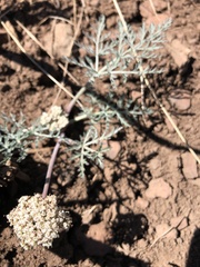 Lomatium nevadense