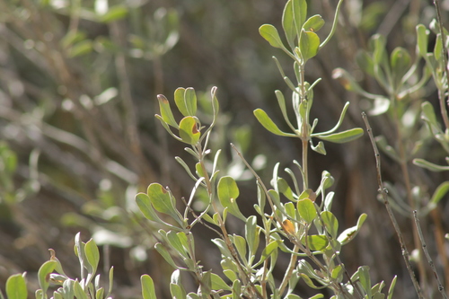 Rose Sage foliage