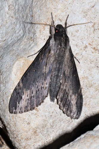 Lomocyma oegrapha