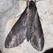 Lomocyma oegrapha - Photo (c) CORDENOS Thierry, some rights reserved (CC BY-NC), uploaded by CORDENOS Thierry