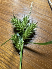 Carex lupuliformis