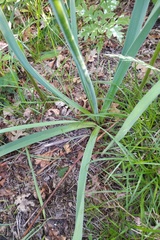 Asphodelus lusitanicus
