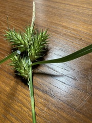 Carex lupuliformis