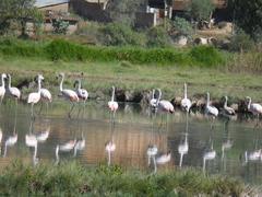 Phoenicopterus chilensis