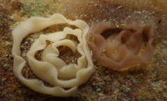 Jorunna tempisquensis