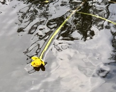 Nuphar sagittifolia