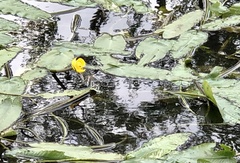 Nuphar sagittifolia